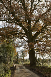 Bare trees on landscape during autumn