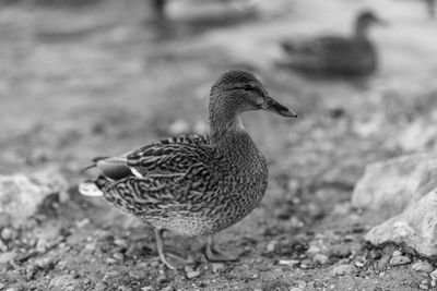 Mallard duck at riverbank