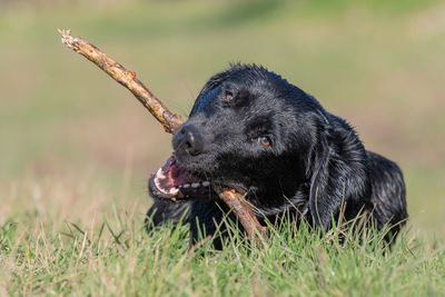 Portrait of a wet black labrador puppy playing with a stick