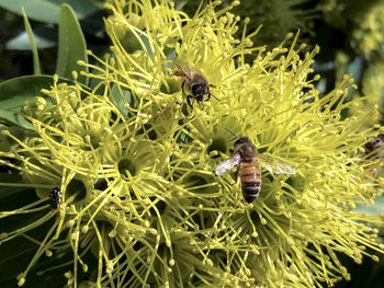 Close-up of bee on flower