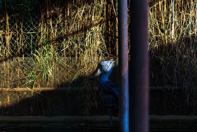 Cat on tree by water