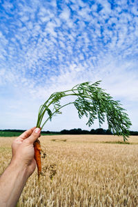 Cropped image of man holding carrot on field against sky