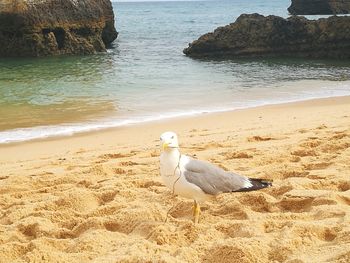 Seagull on rock at beach