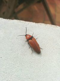 Close-up of grasshopper