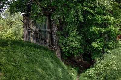 Plants and trees in park