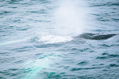 View of whale swimming in sea