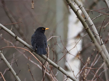 Bird perching on branch