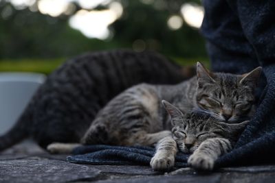 Close-up of cats resting