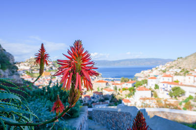 Torch lily flower and panorama of hydra port, island in peloponnese, greece