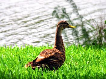 Close-up of duck on grass