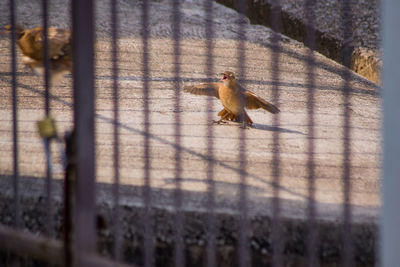 View of bird in cage