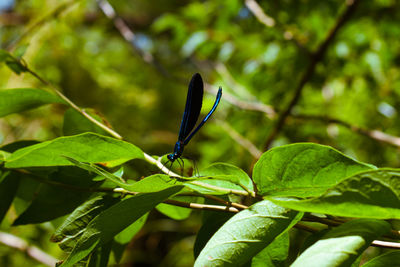 Close-up of insect on leaves