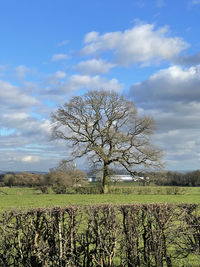 Bare tree on field against sky