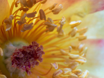 Close-up of yellow flower