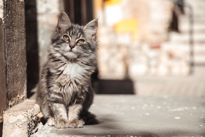 Portrait of cat sitting outdoors