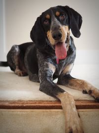 Portrait of dog sitting on floor at home