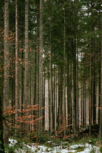 Orange leaves amongst the conifer green in a pine woodland in cold winter time