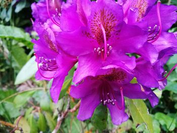 Close-up of purple flowers blooming outdoors