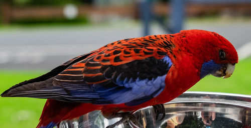 Close-up of parrot