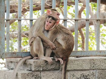 Monkey sitting outdoors