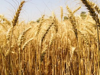 Close-up of wheat growing on field against sky