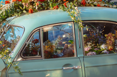 Close-up of potted plants by window