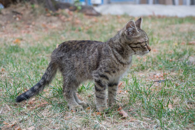 Side view of a cat on field