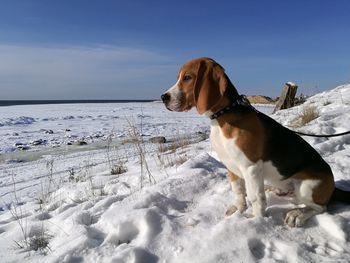 Dog on snow covered landscape