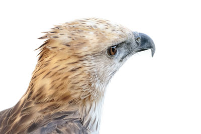 Close-up of a bird against white background