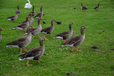 Flock of birds on field by lake