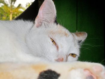 Close-up of cat resting