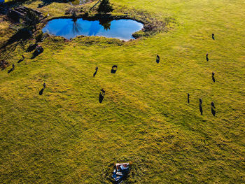 Aerial shot of a field with horses and ponds