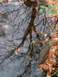 Autumn leaves in pond