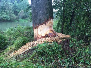 Tree trunk in forest