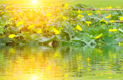 Scenic view of lake and yellow flowering plants