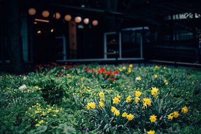 Close-up of flowers in park