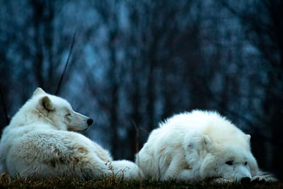White dogs relaxing on tree