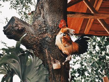 View of a bird on wood