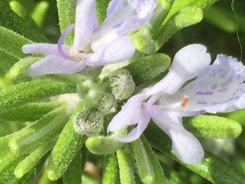 Close-up of flowers