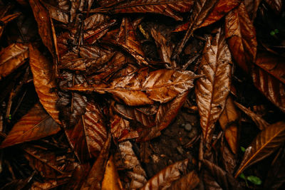 Close-up of dried autumn leaves