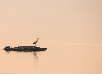 bird