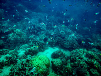 View of fish underwater