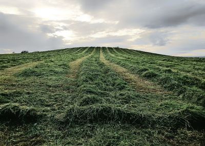 Scenic view of agricultural field against sky