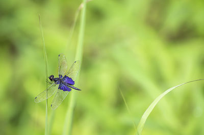 Close-up of insect on plant