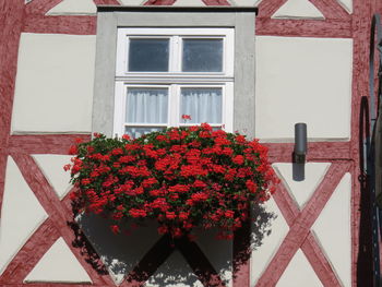 Flowers on window of building