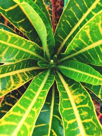 Full frame shot of fresh green leaf