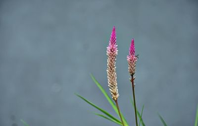 Close-up of plant against blurred background