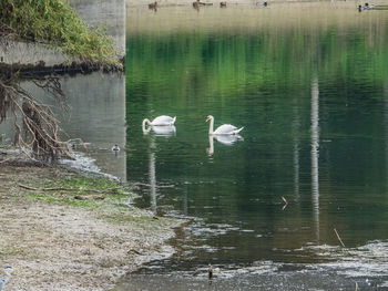 Birds flying over lake