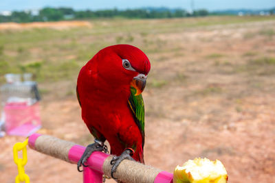 Close-up of parrot perching on field