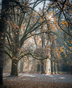 Trees in forest during autumn